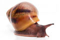Achatina achatina achatina Ghana typ 2 F1 semiadult